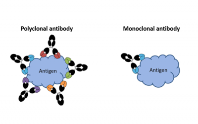 MONOCLONAL AND POLYCLONAL ANTIBODIES IN COVID-19 TREATMENT
