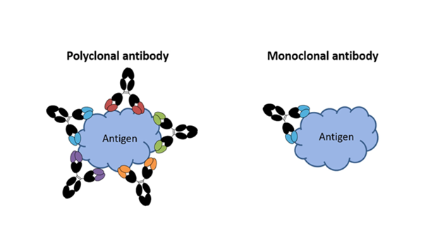 MONOCLONAL AND POLYCLONAL ANTIBODIES IN COVID-19 TREATMENT